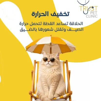 الحلاقة تخفف حرارة الصيف عن القطط قطة تحت مظلة – الحلاقة تخفف حرارة الصيف عن القطط