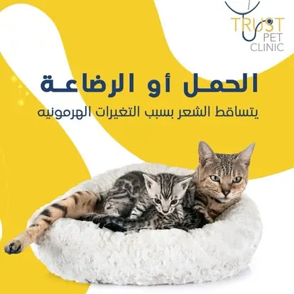 تساقط شعر القطة أثناء الحمل والرضاعة قطة ترضع صغارها – تساقط الشعر أثناء الحمل والرضاعة