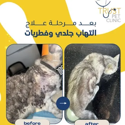 قطة قبل وبعد مرحلة علاج التهاب جلدي وفطريات في عيادة بيطرية في إربد