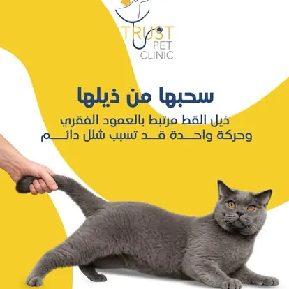 لا تسحب القطة من ذيلها تحذير من سحب القطة من ذيلها لارتباطه بالعمود الفقري